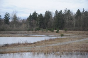 Jackman Wetlands 2